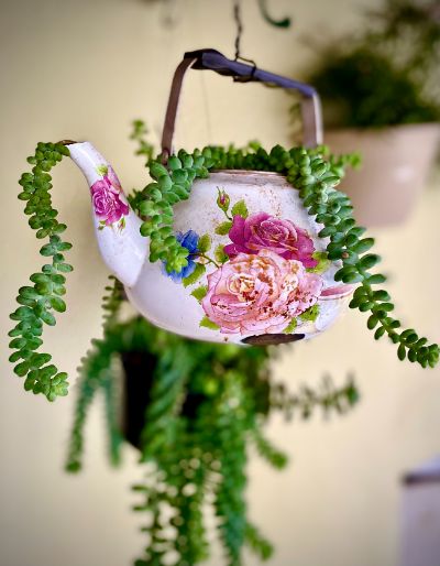 Sedum Morganianum Burrito AKA Donkey's Tail